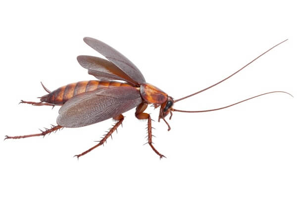 Фотография крыльев у таракана